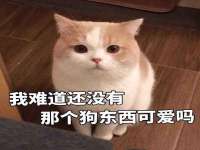 山东锦尚网络科技有限公司