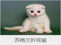 山东锦尚网络科技有限公司