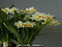 山东锦尚网络科技有限公司