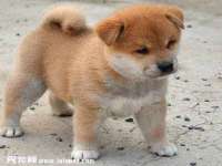 山东锦尚网络科技有限公司